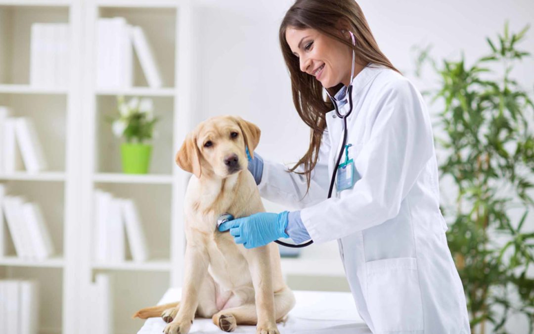 Máster business en medicina veterinaria
