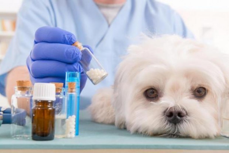 Máster en farmacología veterinaria